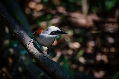 Weißhaubenhäherling / White-crested Laughingthrush